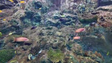 Akvaryumdaki cam tanklarda birçok güzel deniz balığı ve mercan türü sergilenmektedir. Boşluğu arka planda kopyala