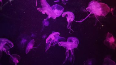 Vitrinde renk değiştiren güzel ışıkları olan bir sürü denizanası var. Özet kopyalama alanı arkaplanı