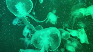 Vitrinde renk değiştiren güzel ışıkları olan bir sürü denizanası var. Özet kopyalama alanı arkaplanı