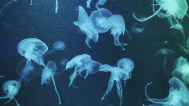 Vitrinde renk değiştiren güzel ışıkları olan bir sürü denizanası var. Özet kopyalama alanı arkaplanı