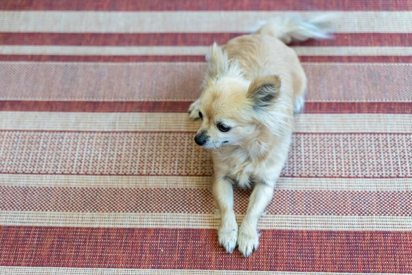 Αστεία Chihuahua Ελαφριά Μαλλιά Βρίσκεται Ένα Ριγέ Χαλί Πόδια Του — Φωτογραφία Αρχείου