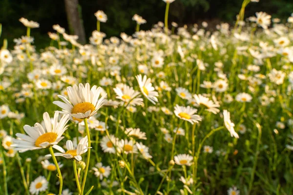 Campo bonito com fundo de flor margarida branca. Camomilas brilhantes ou camomilas prado. Verão no jardim . — Fotografia de Stock