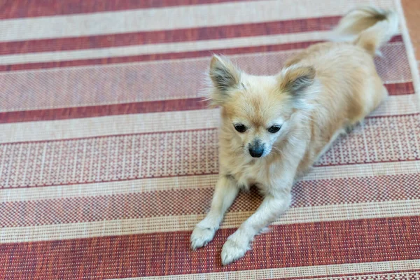 Αστεία Chihuahua Ελαφριά Μαλλιά Βρίσκεται Ένα Ριγέ Χαλί Πόδια Του — Φωτογραφία Αρχείου