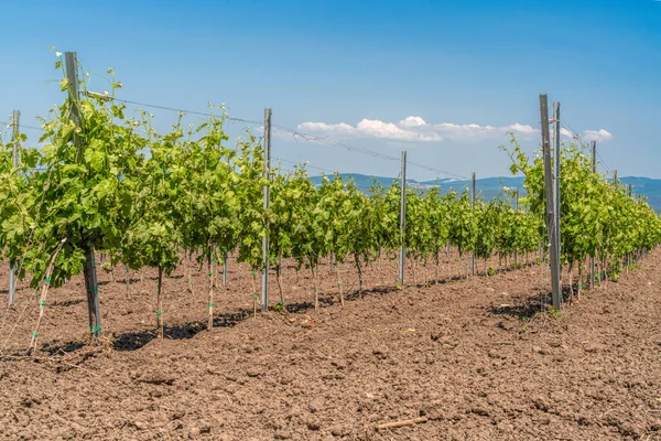 Plantación joven de un viñedo bien cuidado al inicio de la floración. Filas de viñedos jóvenes en un soleado día de primavera. Concepto moderno de viticultura, agricultura . — Foto de Stock
