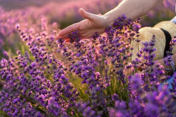 A womans hand touches lavender, feeling nature. A woman collects lavender. Cosmetic product. The concept of appeasement, aromatherapy. — Stock Photo, Image