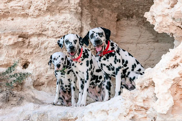 Retrato de três belos jovens cães dálmatas sentados em uma caverna. Foco seletivo — Fotografia de Stock