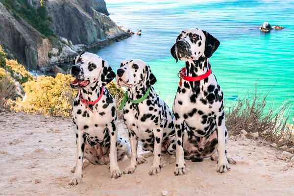 Três cães dálmatas obedientes sentam-se no fundo do mar azul e olham para o dono. Dois cães em coleiras vermelhas, um em verde. Conceito de férias e viagens ao mar com animais de estimação — Fotografia de Stock