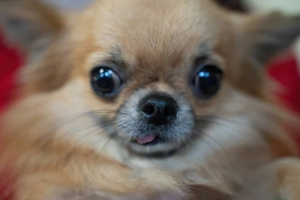 Chihuahua siedzi i patrzy w kamerę — Zdjęcie stockowe