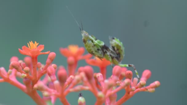 Προσευχή Mantis Στην Ταϊλάνδη Και Νοτιοανατολική Ασία — Αρχείο Βίντεο