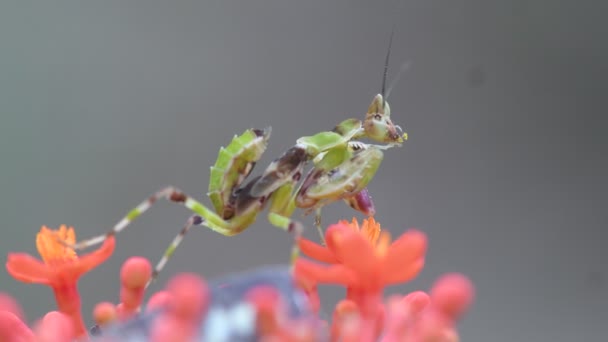 Orando Mantis Tailandia Sudeste Asiático — Vídeo de stock