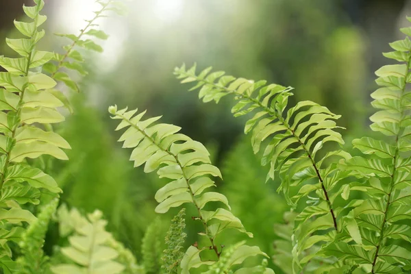 Fern Leaves Rostlinný Vzor Pro Pozadí — Stock fotografie