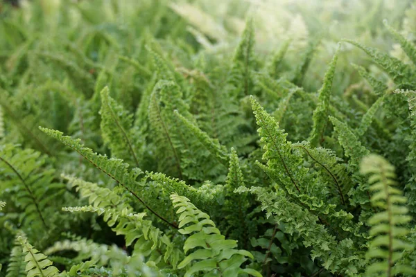 Hojas Helecho Patrón Planta Para Fondo — Foto de Stock