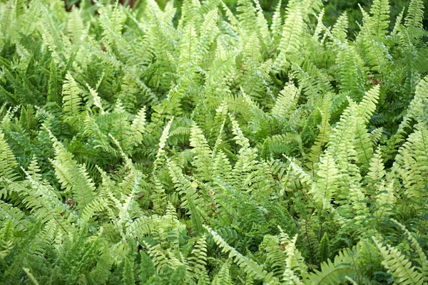 Fern Leaves Rostlinný Vzor Pro Pozadí — Stock fotografie