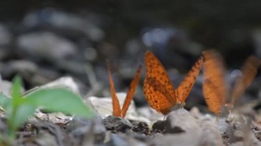 Tayland ve Güneydoğu Asya 'da yaygın leopar kelebeği.