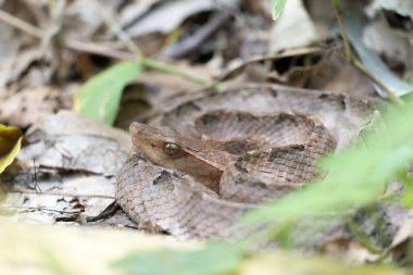 Malaya Çukur Yılanı Tayland ve Güneydoğu Asya 'da tehlikeli bir yılan. 