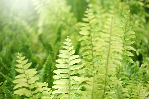 Fern Blad Växtmönster För Bakgrund — Stockfoto