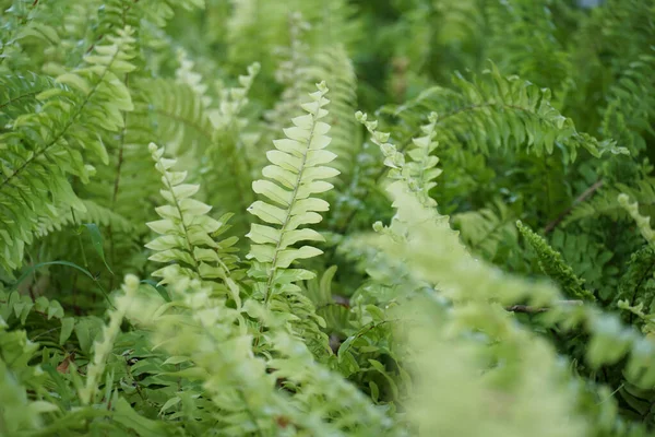 Fern Blad Växtmönster För Bakgrund — Stockfoto