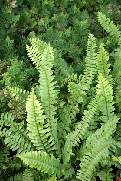 Fern Pozostawia Wzór Rośliny Tle — Zdjęcie stockowe