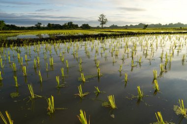 Sabah çeltik tarlasında pirinç tarlası deseni.