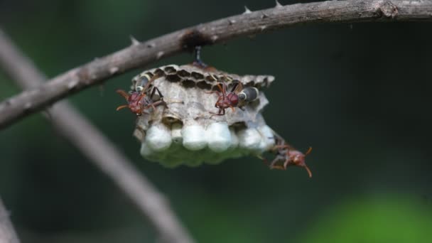 Wesp Nest Natuur Achtergrond — Stockvideo