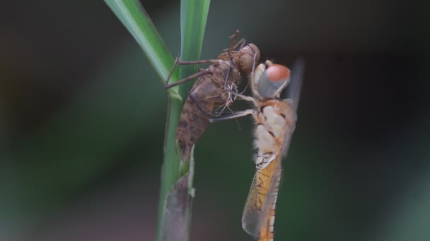 Dragonfly Χύτευση Στο Φόντο Της Φύσης — Αρχείο Βίντεο