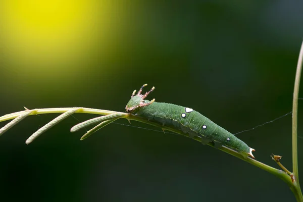 Orugas Mariposa Tailandia Sudeste Asiático — Foto de Stock