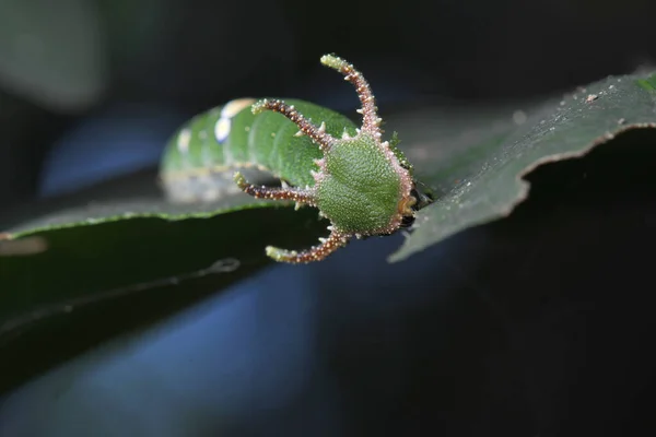 Orugas Mariposa Tailandia Sudeste Asiático —  Fotos de Stock