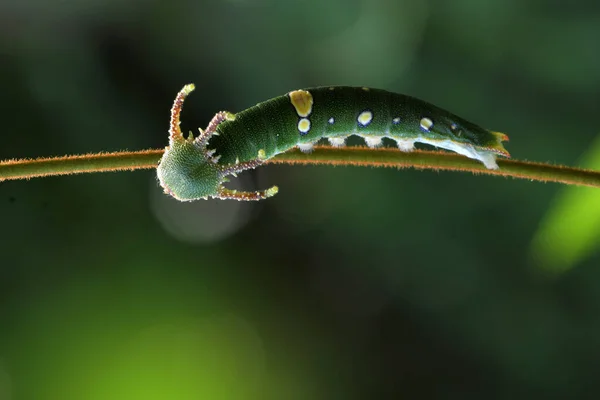 Caterpillars Butterfly Thailand Southeast Asia — Stock Photo, Image