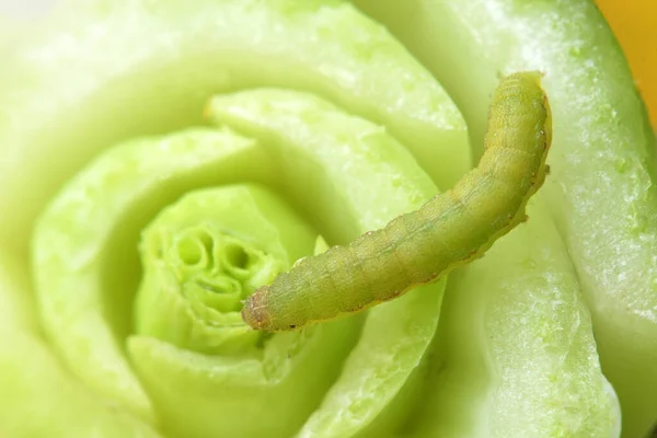 Kohlwurm Oder Raupe Auf Gemüsepflanzen — Stockfoto