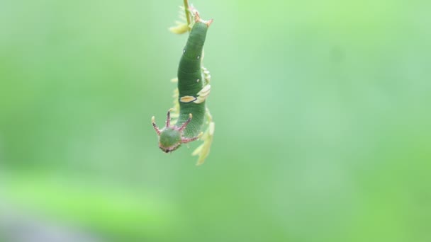 Orugas Mariposa Tailandia Sudeste Asiático — Vídeos de Stock