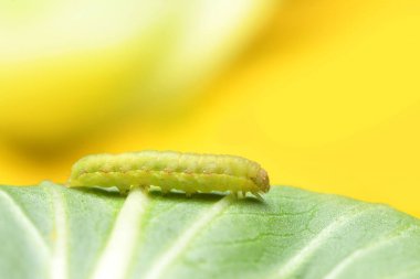 Sebze bitkilerinde lahana solucanı veya tırtıl.