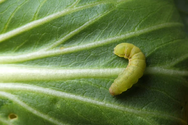 Kohlwurm Oder Raupe Auf Gemüsepflanzen — Stockfoto