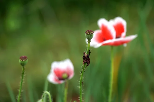 Afyon Poppy Doğada Tehlikeli Çiçek — Stok fotoğraf