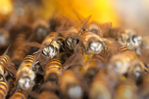 Les Abeilles Mellifères Sur Une Ruche Asie Sud Est — Photo