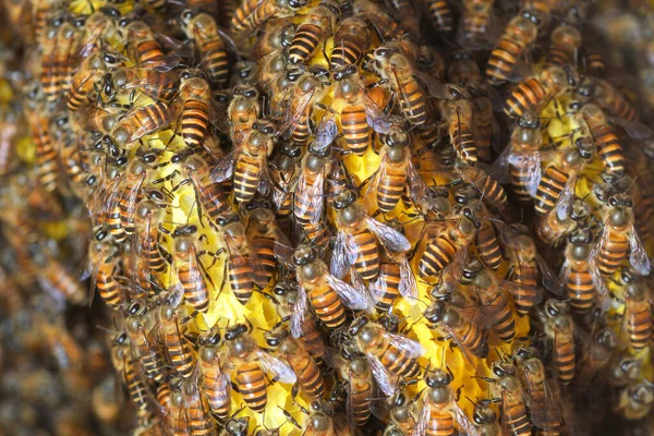 Les Abeilles Mellifères Sur Une Ruche Asie Sud Est — Photo