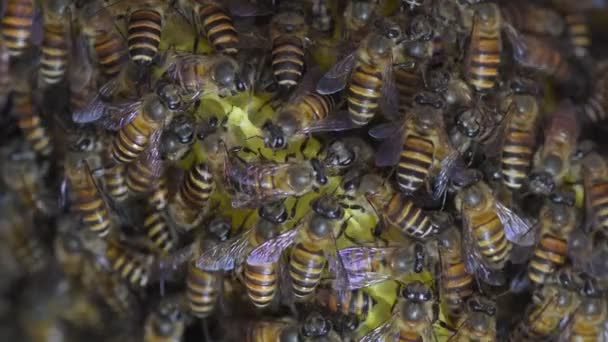 Μέλισσες Μελιού Στην Κυψέλη Μελισσών Στη Νοτιοανατολική Ασία — Αρχείο Βίντεο