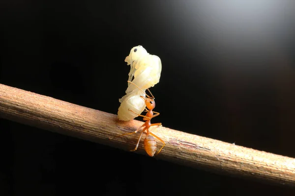 Rote Ameisen Mit Larve Der Natur — Stockfoto