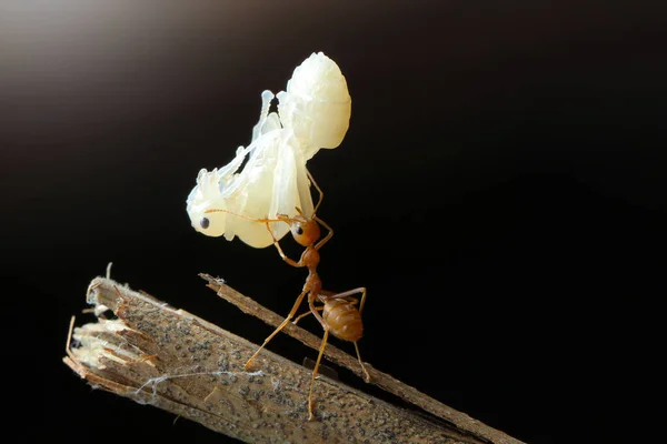 Red Ants with Larva in nature Background.