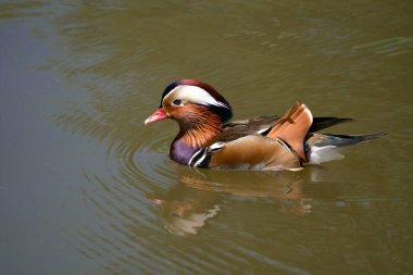 Tayland ve Güneydoğu Asya 'da Mandarin ördeği göçmen kuşları. 