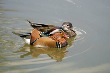 Tayland ve Güneydoğu Asya 'da Mandarin ördeği göçmen kuşları. 