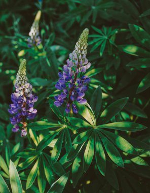  Mor-mavi Lupin yakın plan. Sıcak, güneşli bir günde yumuşak yaz çiçekleri. Bulanık bir arkaplanı olan yakın plan. Yaz çiçeği arka planı. Lupin çiçekleri açıyor..      
