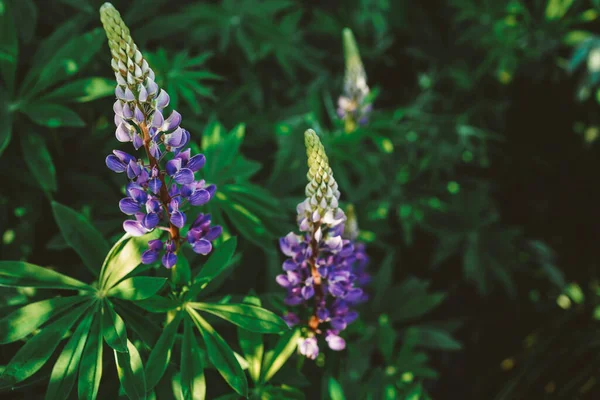 Fioletowo Niebieskie Zbliżenie Lupin Delikatne Letnie Kwiaty Ciepły Słoneczny Dzień — Zdjęcie stockowe