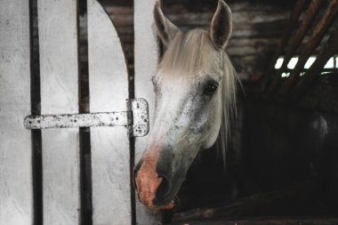 At yüzü bir köy çiftliğinin arka planına yakın çekim. Çayırda gri bir at