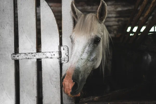 在一个乡村农场的背景下 马面对着特写 一只灰色的马在一个围场 — 图库照片