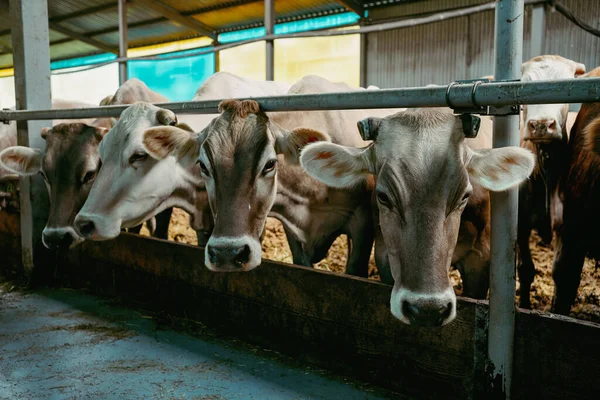 Una Manada Vacas Lecheras Que Comen Heno Granja Los Establos — Foto de Stock