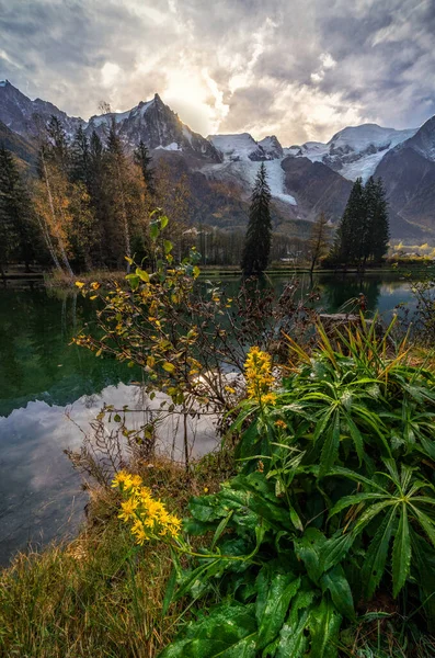 Flores Flores Lago Chamonix Con Reflexión Sobre Agua Con Montañas — Foto de Stock