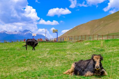 Tibet Budist manastırı Arou Tapınağı 'nda otlanan siyah Yak. Qilian, Qinghai Çin' de ünlü tarihi bir yer..