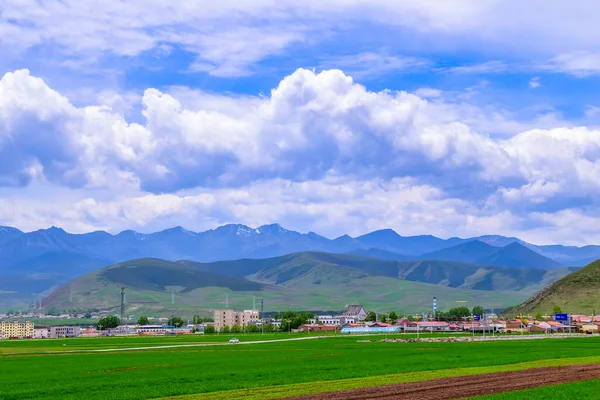 Mancha Escénica Flor Colza Amarilla Menyuan Qinghai China Cielo Azul — Foto de Stock