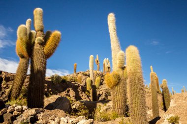 Salar de Uyuni 'deki İncahuasi adasında büyük bir kaktüs, Altiplano, Bolivya. Açık mavi gökyüzüne karşı dev kaktüsün altındaki manzara manzarası. Güney Amerika Doğası