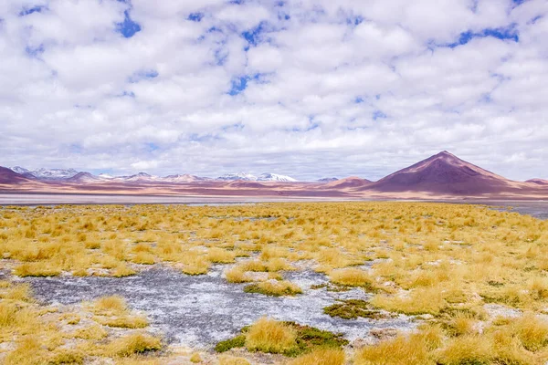 コロラド州のラグーン エドゥアルド小屋国立公園 風景ビューボリビアとチリの国境にアンデス山脈 黄色の乾燥した植生とピンクのフラミンゴと湖 テクスチャクラウド 南米の自然 — ストック写真